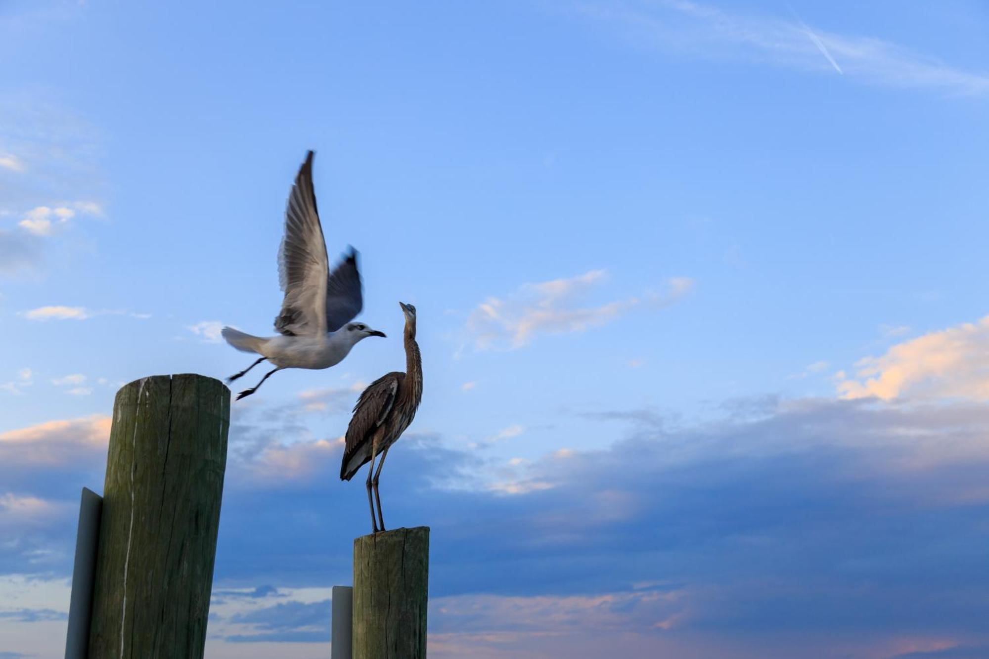 Forest Beach Villas Hilton Head Island Oda fotoğraf